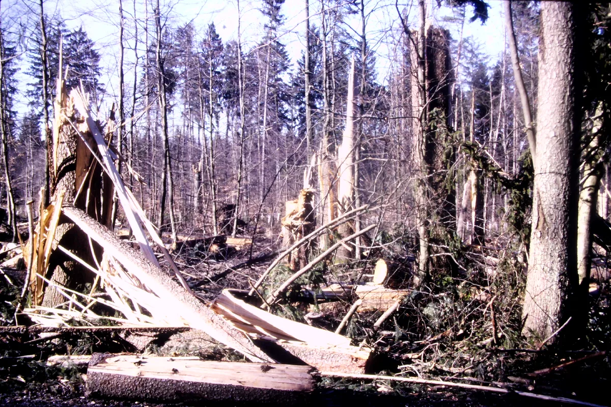 Der Orkan «Lothar» wütete im Dezember 1999 auch in der Region und hinterliess in den Wäldern Verwüstungen.